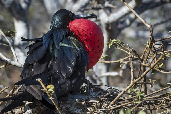 Frigate bird av Galapagosöarna — Stockfoto