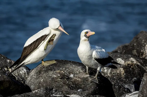 Sirályok a Galápagos-szigetek — Stock Fotó