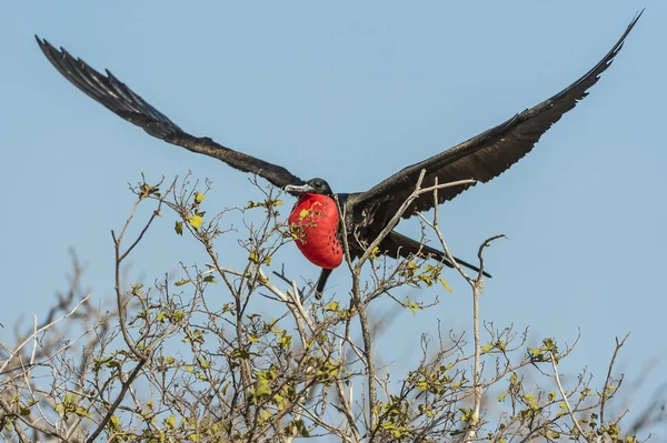 Fregat vogels vliegen op de galapagos eilanden — Stockfoto