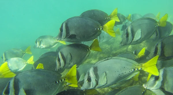 Blauer Doktorfisch — Stockfoto