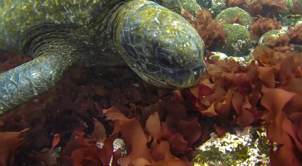 Γκαλαπάγκος χελώνα — Φωτογραφία Αρχείου