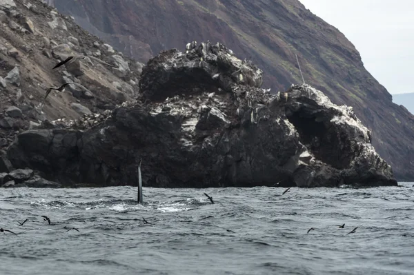 Ballena orca —  Fotos de Stock