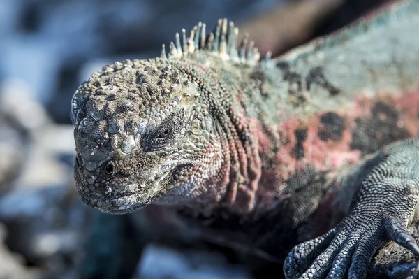 Galapagos leguaan — Stockfoto