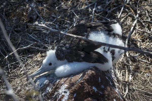 白いひよこフリゲート鳥 — ストック写真