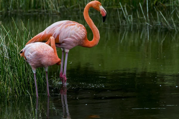 Galapagos flamingolar