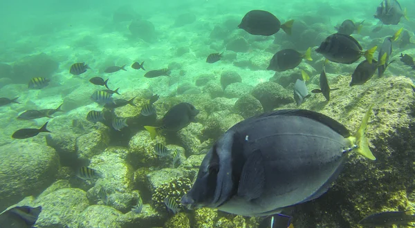 Pesce chirurgo blu — Foto Stock