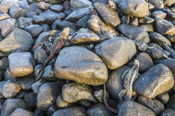 Galapagos kara iguanası — Stok fotoğraf