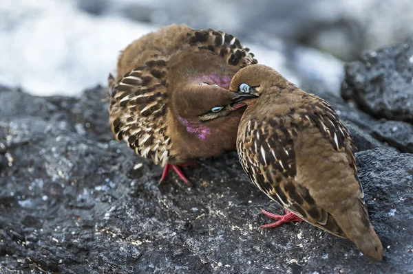 ガラパゴス鳩の交配 — ストック写真