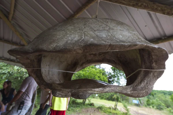 巨型加拉帕戈乌龟的壳 — 图库照片