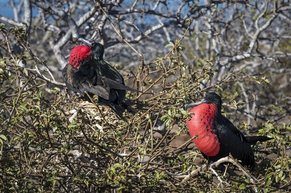 Fregat vogels van galapagos eilanden — Stockfoto