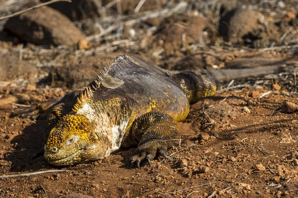 Galapagos leguaan — Stockfoto