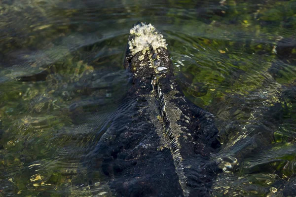 Leguán mořský plavání na Galapágy — Stock fotografie