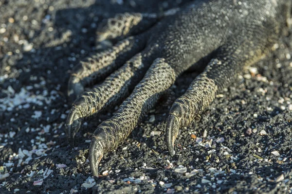 Bir deniz iguana pençe yakın çekim — Stok fotoğraf