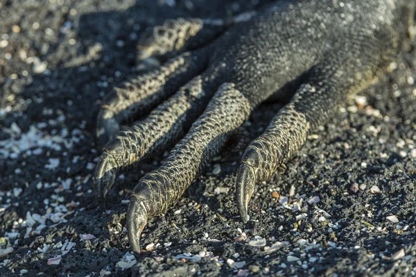 Primer plano de una pata de iguana marina — Foto de Stock