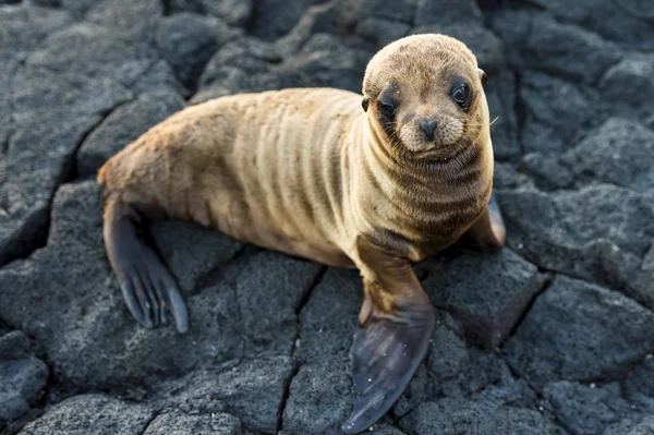 deniz aslanı dinlenme