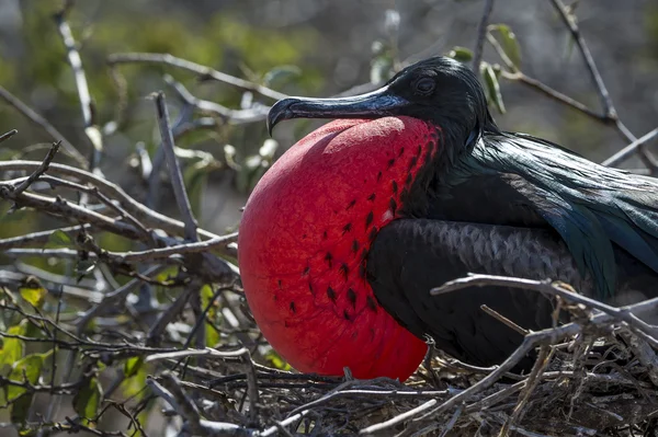 Pássaro fragata nas ilhas Galápagos — Fotografia de Stock