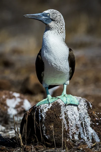 Pássaro-de-pés-azuis das ilhas Galápagos — Fotografia de Stock