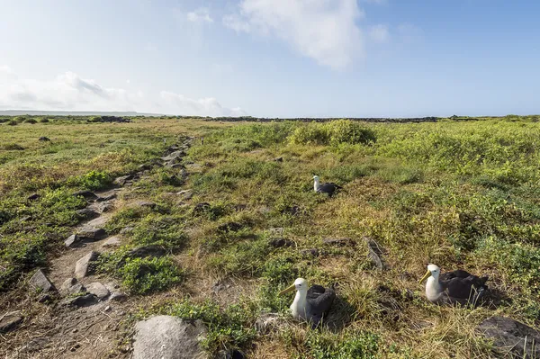 Albatroslar galapagos Adaları — Stok fotoğraf