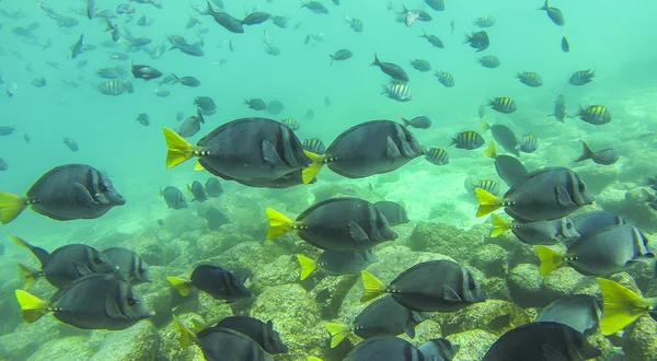 Blauer Doktorfisch — Stockfoto