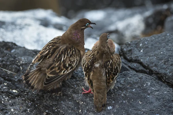 Галапагосские голуби спариваются — стоковое фото