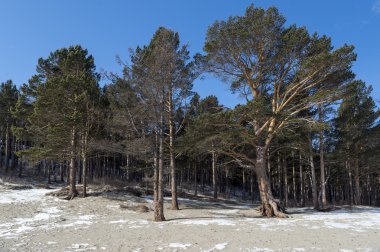 çam ormanı Baykal Gölü