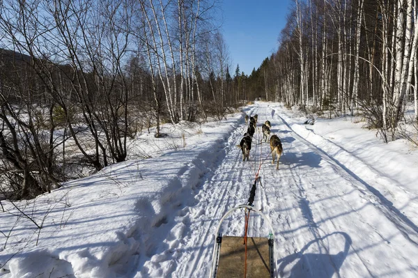 Riding a sledge with dog team — Stock Photo, Image