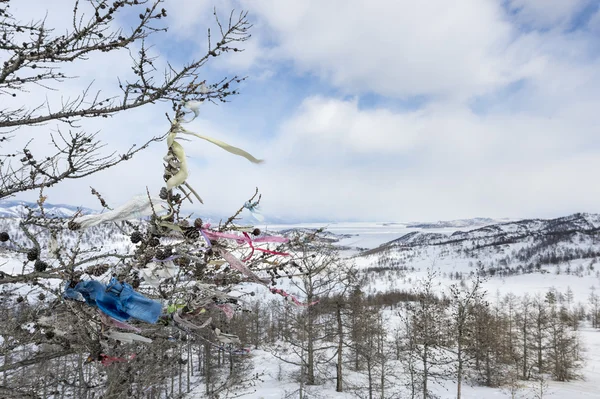 Shaman tree on Baikal lake in Russia — Stock Photo, Image