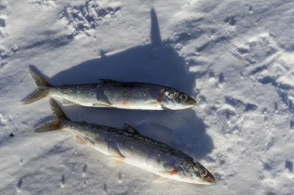 Nyfångad fisk på isen, baikal, Ryssland, — Stockfoto