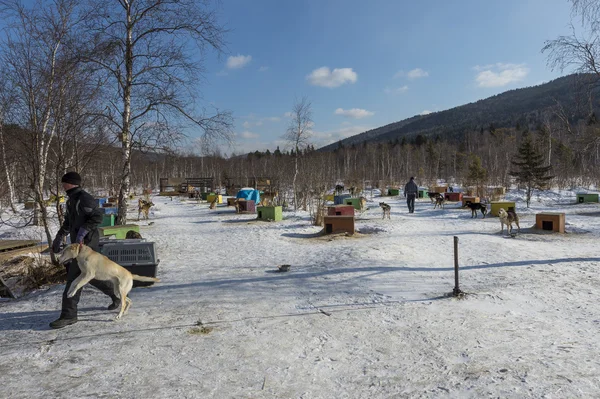 Slede honden in Russisch Siberië — Stockfoto