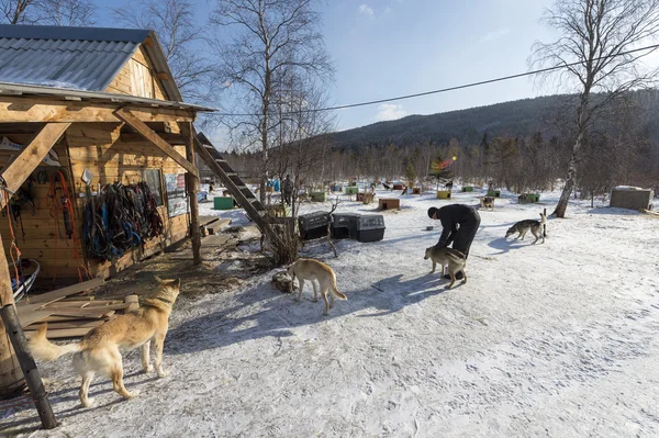 Chiens de traîneau en Sibérie russe — Photo