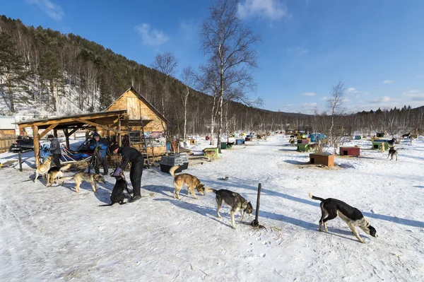 Sled dogs in Russian Siberia — Stock Photo, Image
