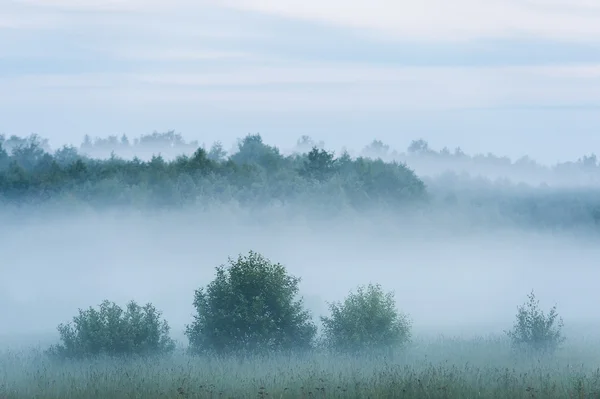 Nebel über russischem Feld — Stockfoto