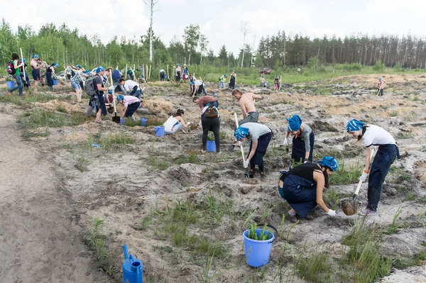 Voluntarios plantando árboles para un nuevo bosque, Rusia —  Fotos de Stock