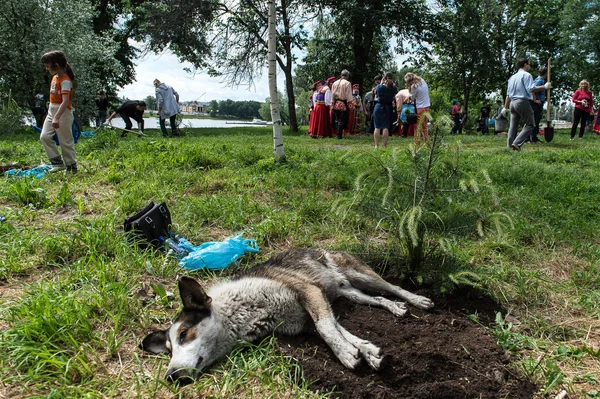 Cão no festival folclórico russo — Fotografia de Stock