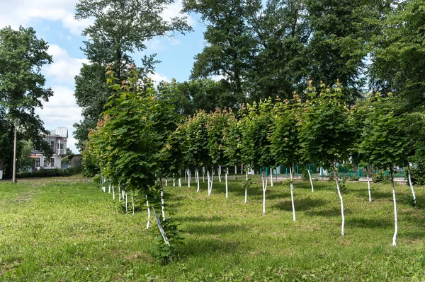 Nyplanterade trädgård med små träd — Stockfoto