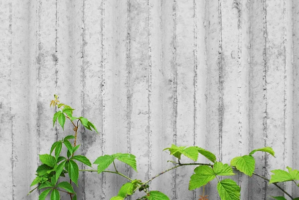 Concrete wall with creeper plants