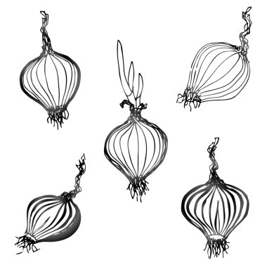 Set of hand drawn onion images clipart