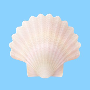 Mavi arka planda deniz kabuğu izole edilmiş. Nacreous deniz tarağı kabuğu, üst manzara. Seyahat konsepti, deniz ürünleri, güney doğası, sahil beldesi, plaj vs. için vektör illüstrasyonu