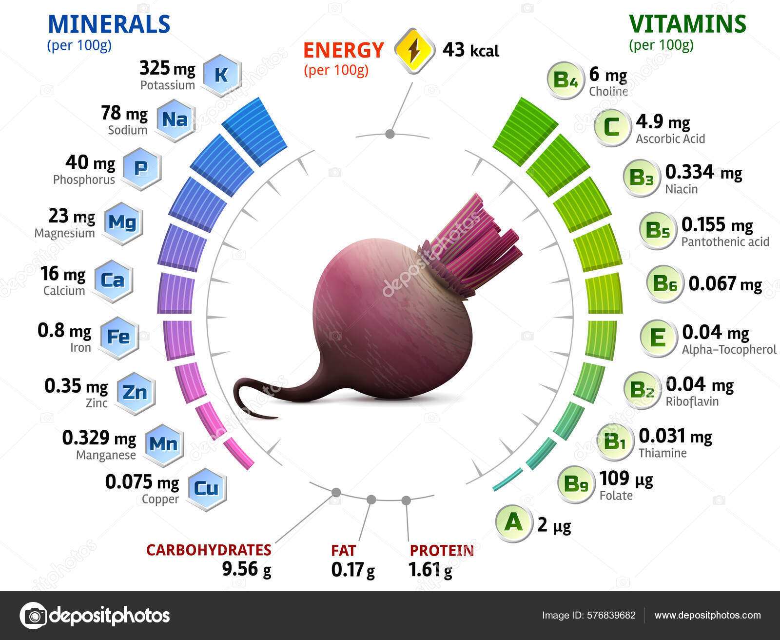 Vitamins Minerals Beetroot Tuber Infographics Nutrients Raw Beet Vector