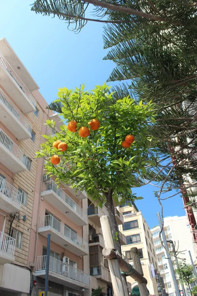 Oranges under the sun — Stock Photo, Image