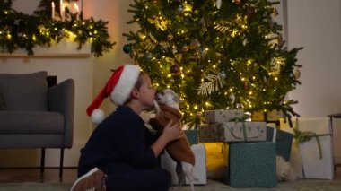 Şirin bir chihuahua köpeği Noel ağacında çocuk yalıyor.
