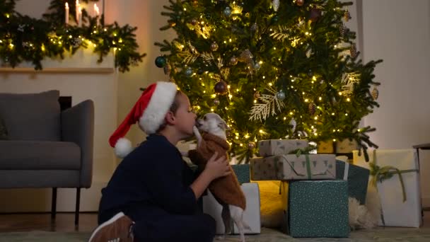 Χαριτωμένο σκυλί τσιουάουα γλείφει αγόρι δίπλα στο χριστουγεννιάτικο δέντρο — Αρχείο Βίντεο