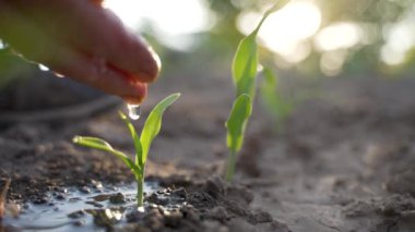 Yazın genç mısır fidanlarını sulayan yaşlı bir kadının doğal güzelliği. Kıdemli çiftçinin parmakları günbatımında verimli topraklardaki küçük mısır bitkisine su döküyor. Kapat.