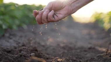 Üst düzey bir çiftçinin verimli toprağı alıp kalitesini ölçtüğü eli kapatın. Yazın tarım tarlasında çalışan yaşlı bir kadın. Günbatımı aydınlatma arkaplan yavaş hareketi
