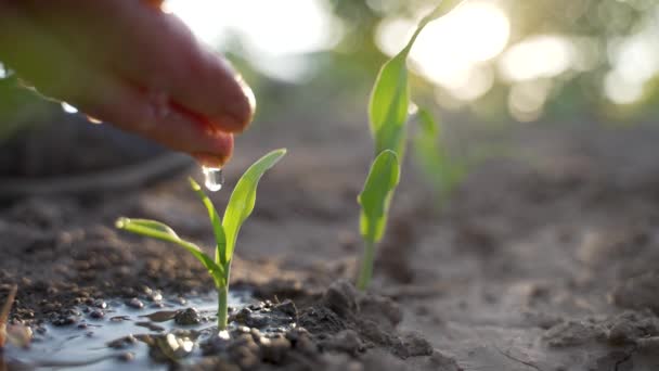 夏天老年女子用手浇玉米幼苗的自然美景 老年农民的手指在阳光充足的落日背景下 将水滴在肥沃的土壤中的小玉米上 靠近点 — 图库视频影像