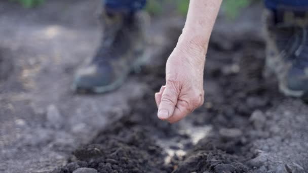 老年妇女用皱巴巴的手在肥沃的土地上种植罗勒种子 上了年纪的人手牵着手播种 在乡村花园种上新鲜的绿色罗勒 农业和农业概念 — 图库视频影像