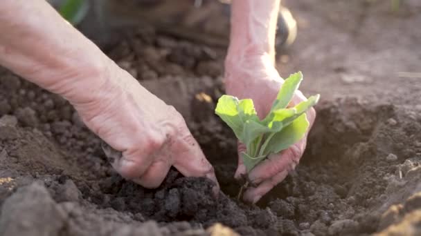 Close Oudere Vrouwelijke Handen Zetten Groene Kool Zaailing Bodem Stedelijke — Stockvideo