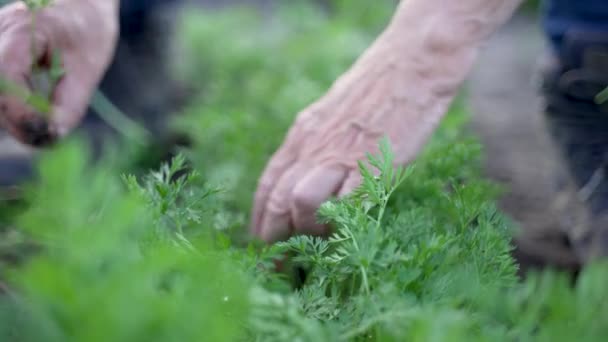 Cierre Las Viejas Manos Femeninas Adelgazando Las Plántulas Zanahoria Agricultor — Vídeos de Stock