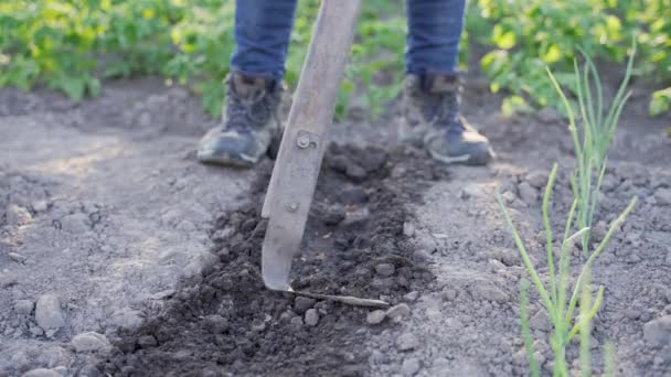 Manos Mujer Mayor Plantando Semillas Albahaca Suelo Fértil Agricultora Que — Vídeos de Stock