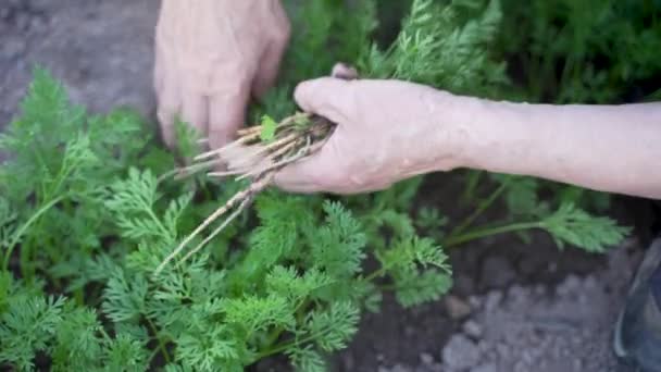 Agricultora Anciana Recogiendo Plántulas Zanahoria Para Mejor Crecimiento Cosecha Zanahoria — Vídeo de stock